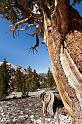 014 Ancient Bristlecone Pine Forest